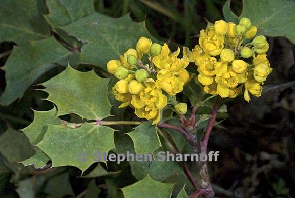 berberis aquifolium var repens 1 graphic